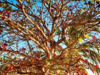 Low angle view of tree against sky