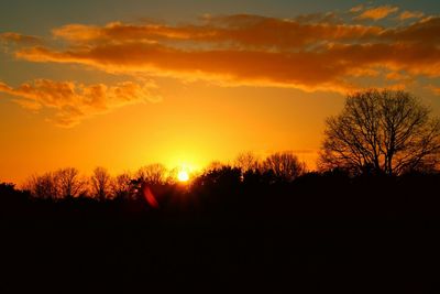 Silhouette of trees at sunset