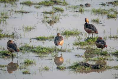 High angle view of fulvous whistling ducks on lakeshore