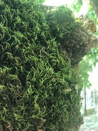 Close-up of green tree trunk