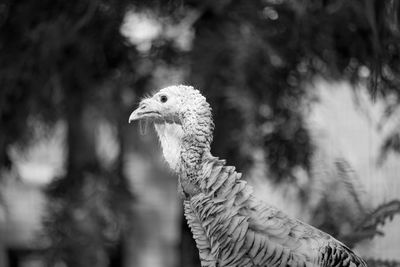 Close-up of peacock