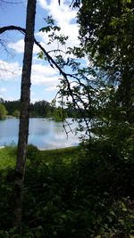 Low angle view of trees in forest against sky