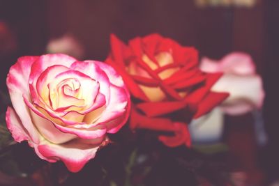 Close-up of pink rose