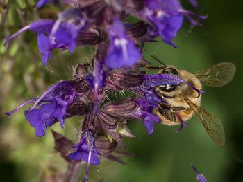 Close-up of bee pollinating on purple flower