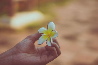 Close-up of hand holding twig