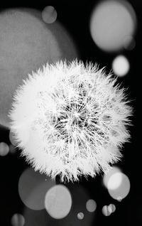 Close-up of dandelion flower