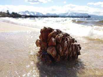 Close-up of beach against sky