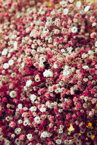 Close-up of flowers blooming outdoors
