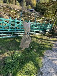 Horse standing on land