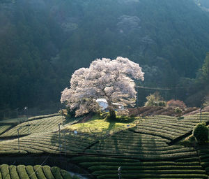 View of plant growing on field