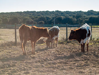 Cows standing in a field