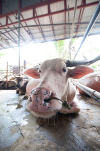 Close-up of cows sitting at shed