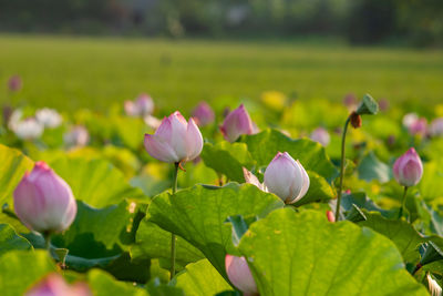 Close-up of purple flowering plants