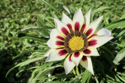 Close-up of white flower