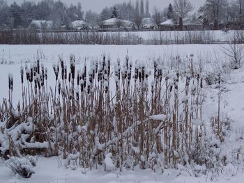 Frozen trees during winter