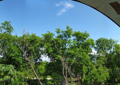 Low angle view of trees against sky