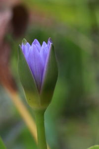 Close-up of purple lotus water lily