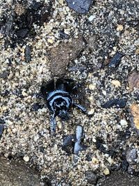 High angle view of insect on beach