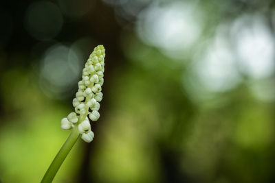 Close-up of flowering plant