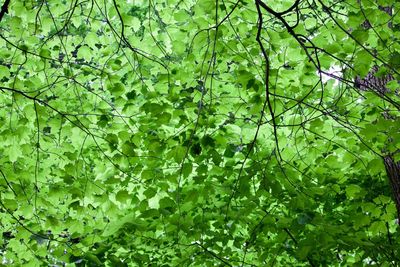 Low angle view of tree