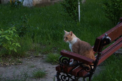 Cat relaxing on grass