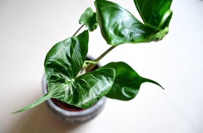 Close-up of green leaves on table