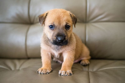 Close-up portrait of puppy sitting on sofa at home