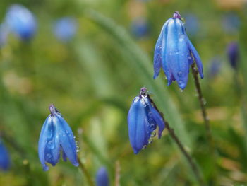 Close-up of wet purple flowering plants