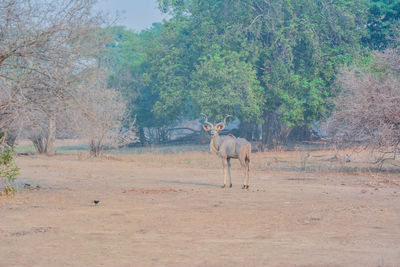 Kudu in the savannah of in zimbabwe, south africa