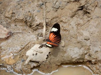 High angle view of butterfly on rock