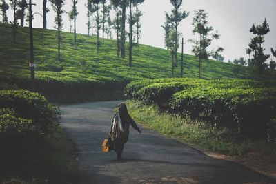 Rear view of young man walking on road amidst tea crops on farm