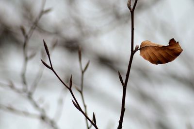 Close-up of dry flowering plant