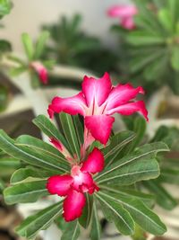 Close-up of pink flowers blooming outdoors