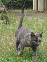 Cat looking away on grassy field