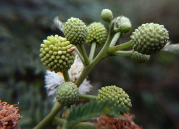 Close-up of flowering plant