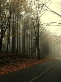Trees in forest against sky