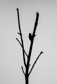 Low angle view of bare tree against clear sky