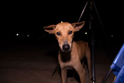 Portrait of dog looking at camera at night