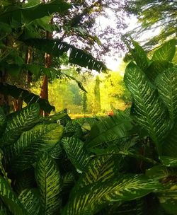 Close-up of green leaves on tree