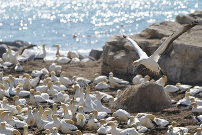 View of gannets on beach