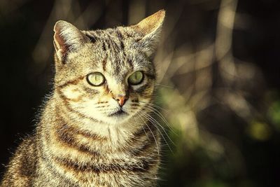 Close-up portrait of cat