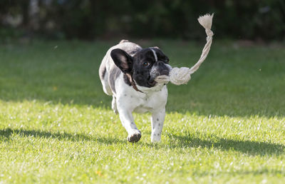 Dog running on field