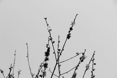 Low angle view of flowers against clear sky
