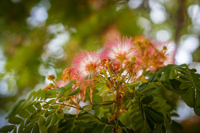 Close-up of flowering plant