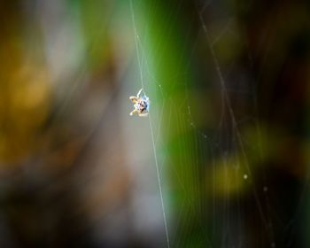 Close-up of spider on web