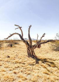 Dead tree on field against sky