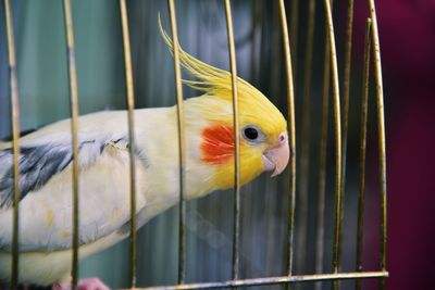 Close-up of parrot in cage