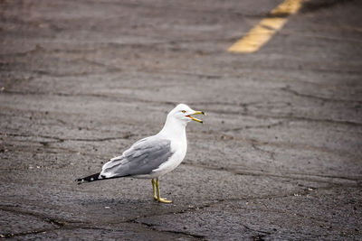 Seagull flying over white background