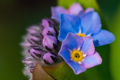 Close-up of purple flowering plant