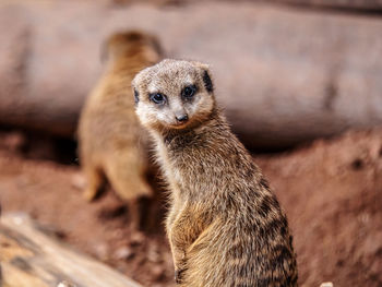 Closeup of curious meerkat looking attentively into camera,